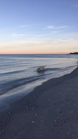 Get Kole strand billeder For Android Free