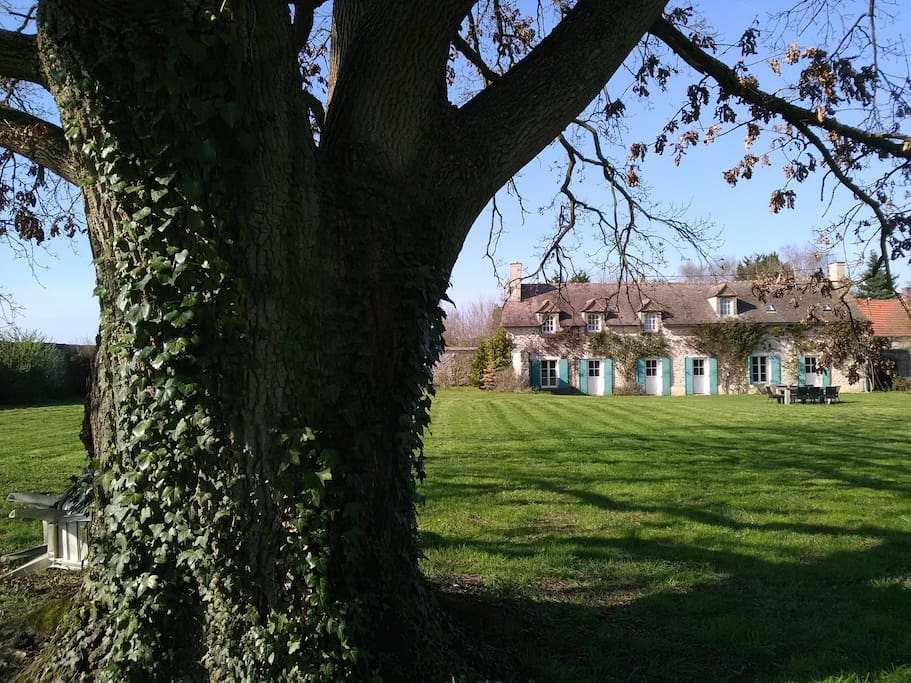 Oak tree in the garden with tables and chairs for a picnic