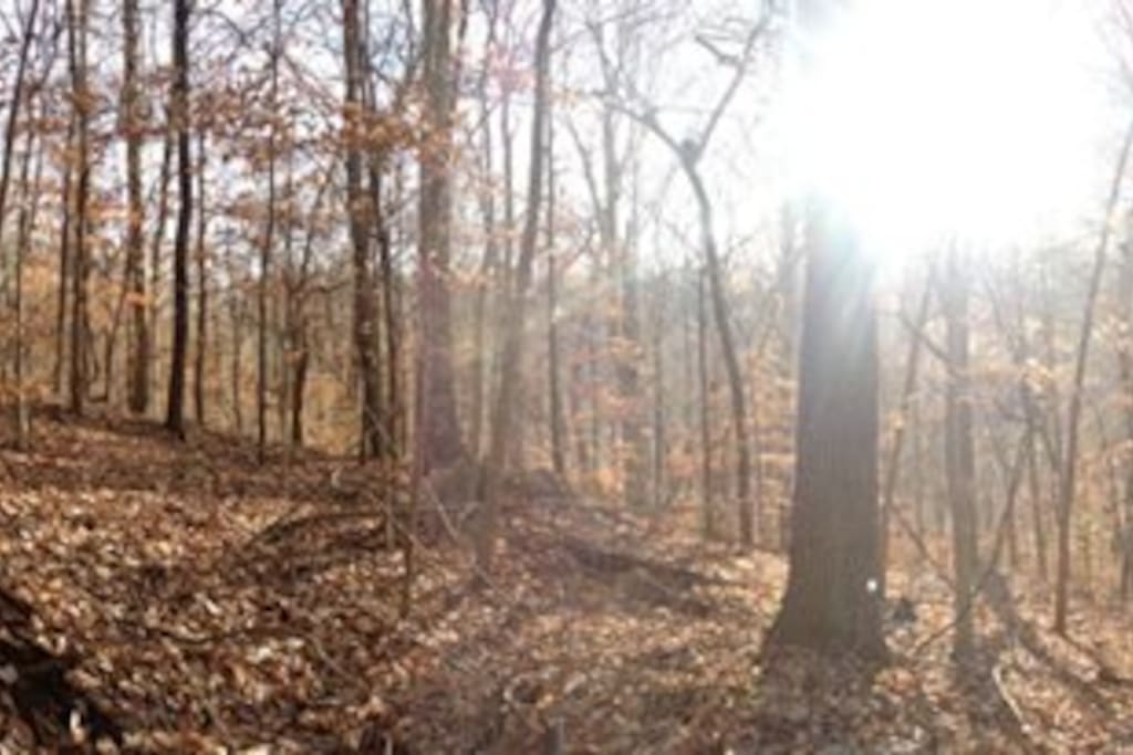 Enjoy a walk in the woods out of your front door
