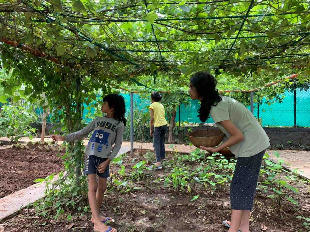 A shaded area of the organic farm is filled with lush green vines, providing a cool retreat. Two children are seen among the plants, one reaching for a fruit, while another observes nearby. A basket is held by an adult, ready for harvest.