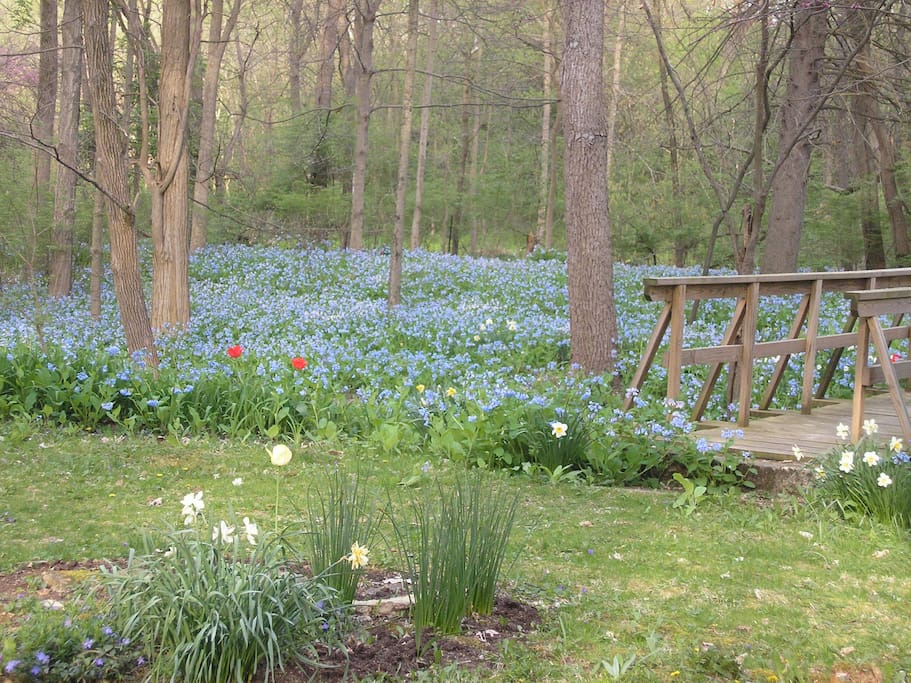 Enjoy the Virginia Bluebells that grow so well in OHIO.