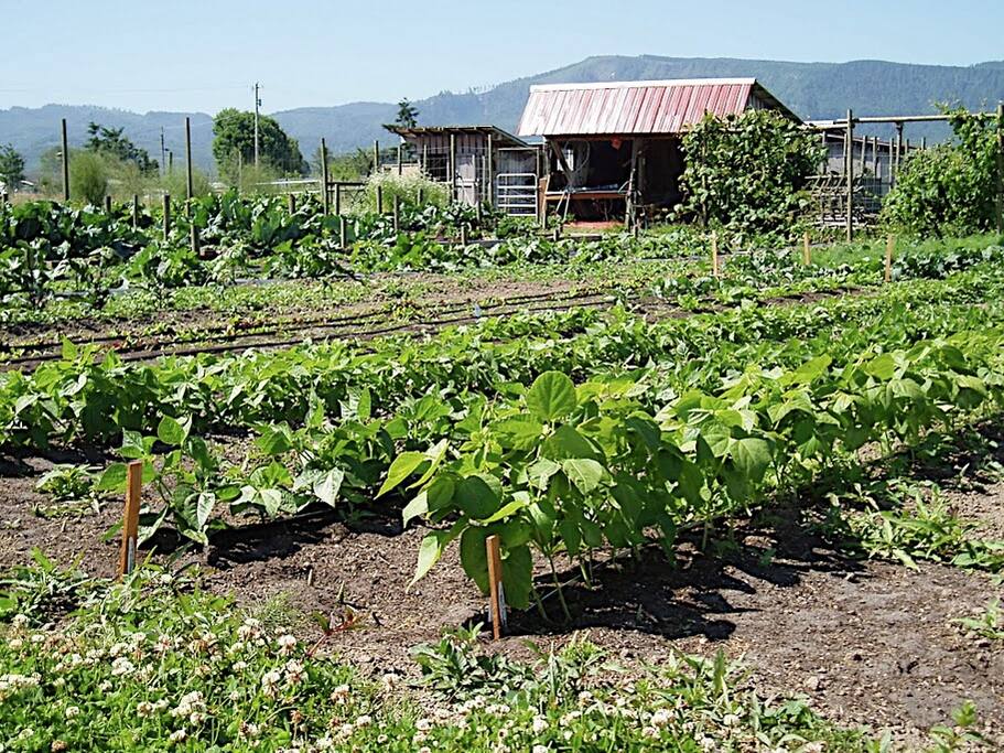 Rog's Retreat at Stockhouses Farm Bed & Breakfasts for Rent in Cathlamet