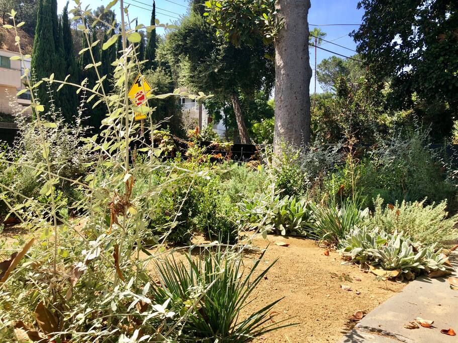 Front yard