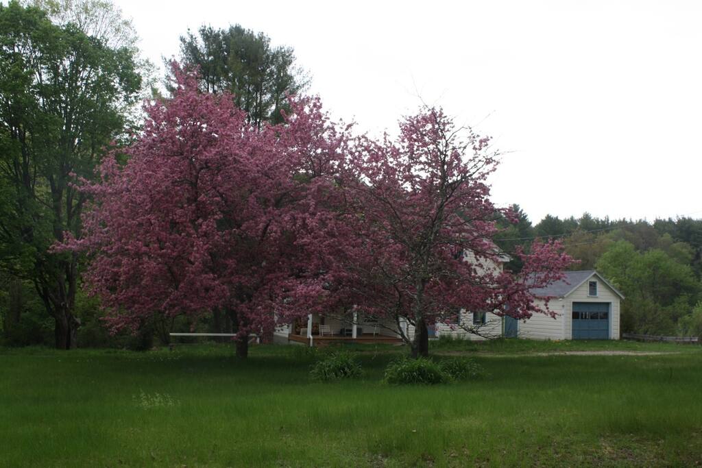 Spring blooming crabapples