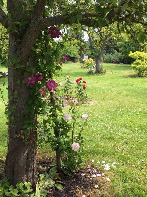 Blick in den Garten