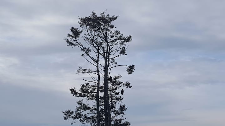 Ocean & Eagle View in White Rock- licensed by City