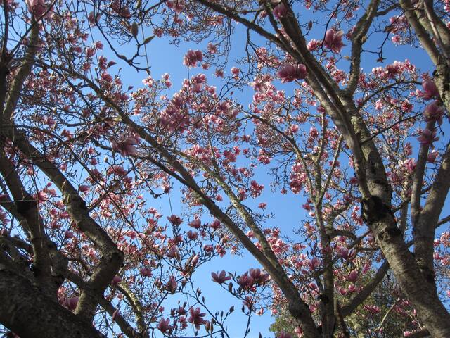 Executive Home nr Stanford Hospital & Sand Hill Rd gallery image 2