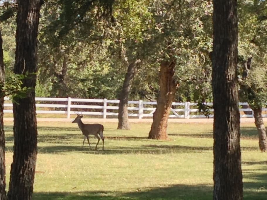 Deer Roaming the property