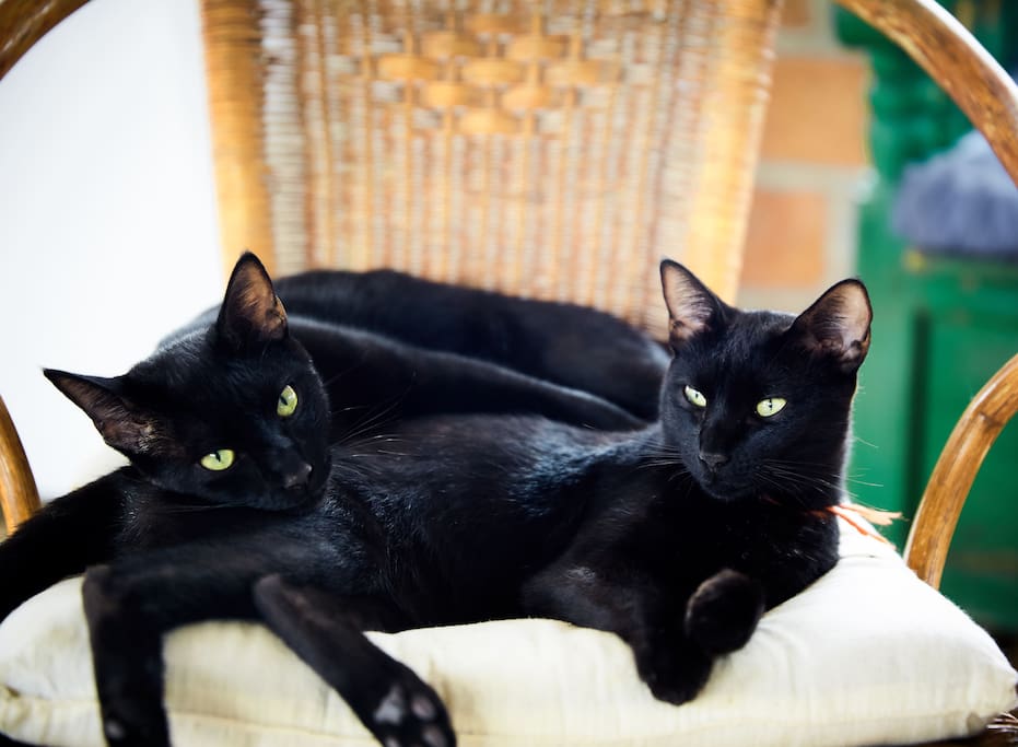 Los gatos (Diestra & Siniestra)