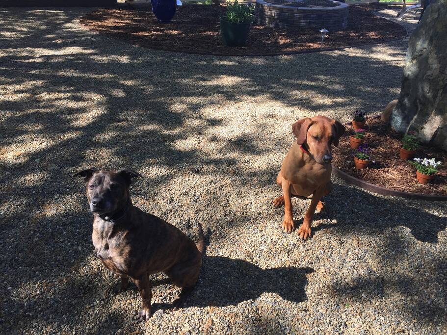 Guard dogs from the city....Roxy and Arya Stark