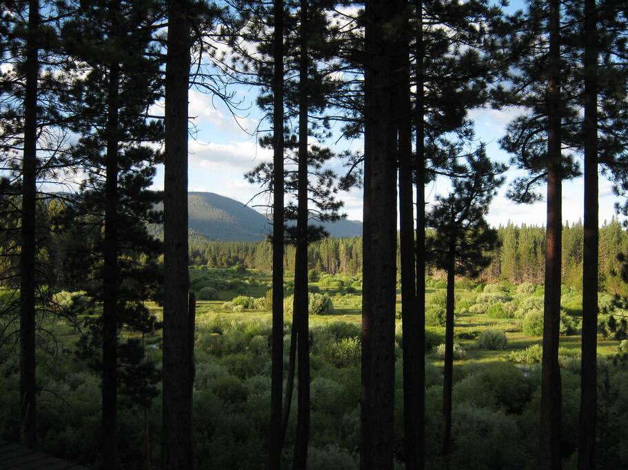 Gorgeous Spring Green Views!