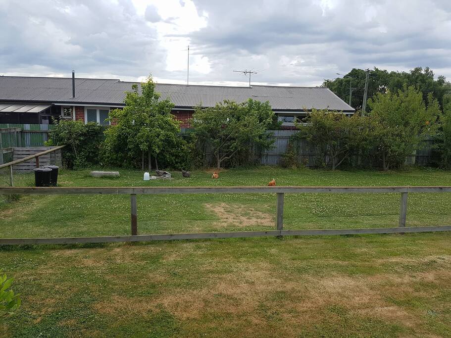 Outdoor living space (including our 4 chickens - brenda, margaret, rita and big berta