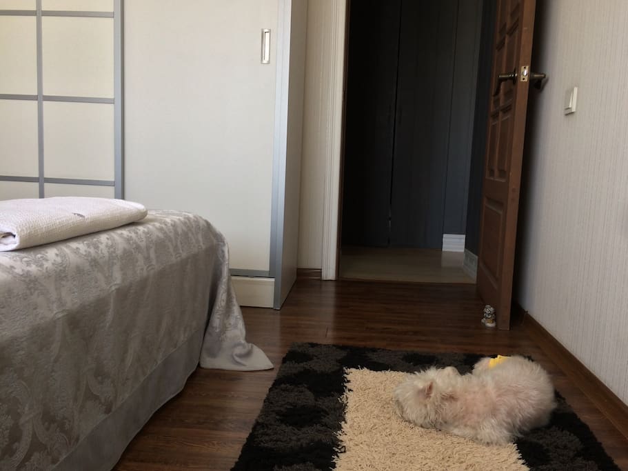 Entrance to the room and our dog Fluffy. He loves carpets.