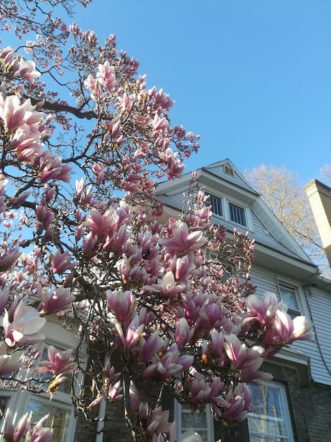 Magnolia Manor with pool