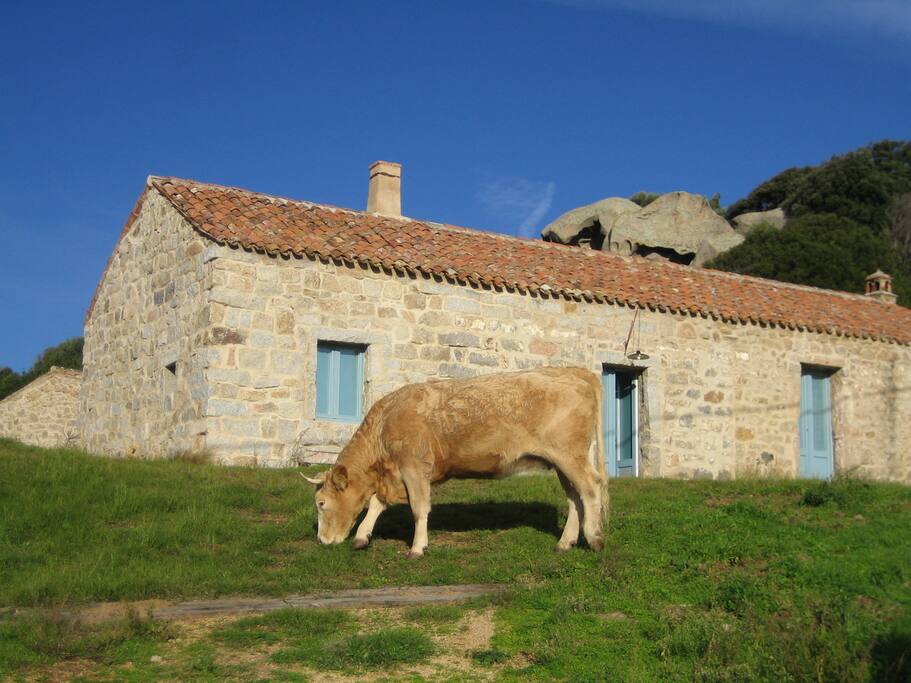 the main cottage in the springtime