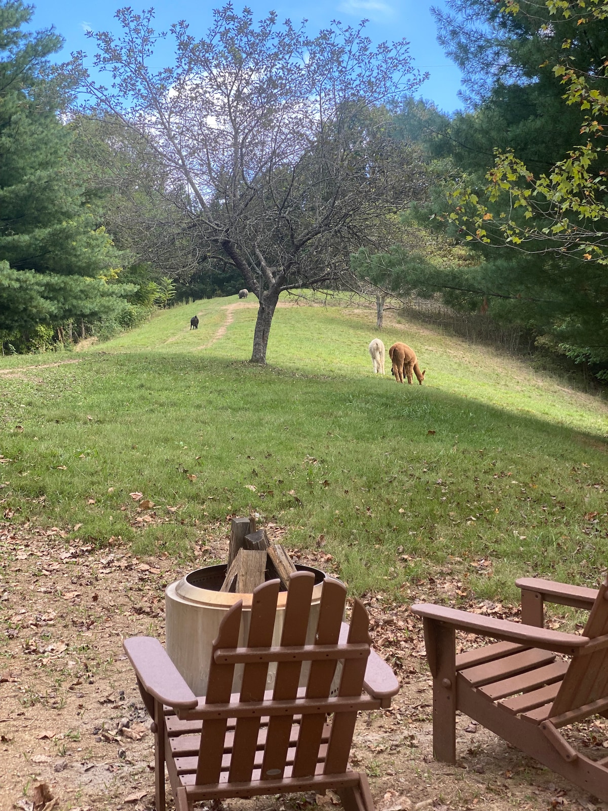 A view of a grassy hill is framed by two wooden chairs with a fire pit in the foreground. Two animals, a llama and a goat, graze peacefully under a tree. Lush greenery surrounds the area, enhancing the serene, natural setting.