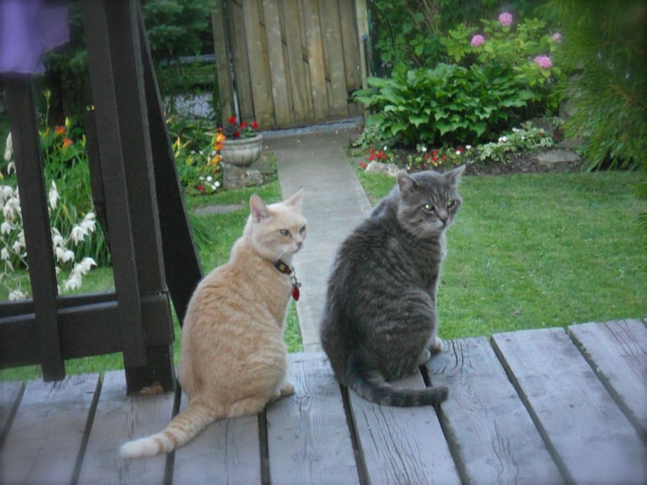 The welcoming committee. Pet allergy ALLERT. The Grey cat guards the back door :-)