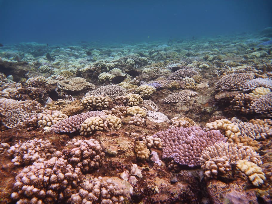 This Acropora table and staghorn coral reef is just near.