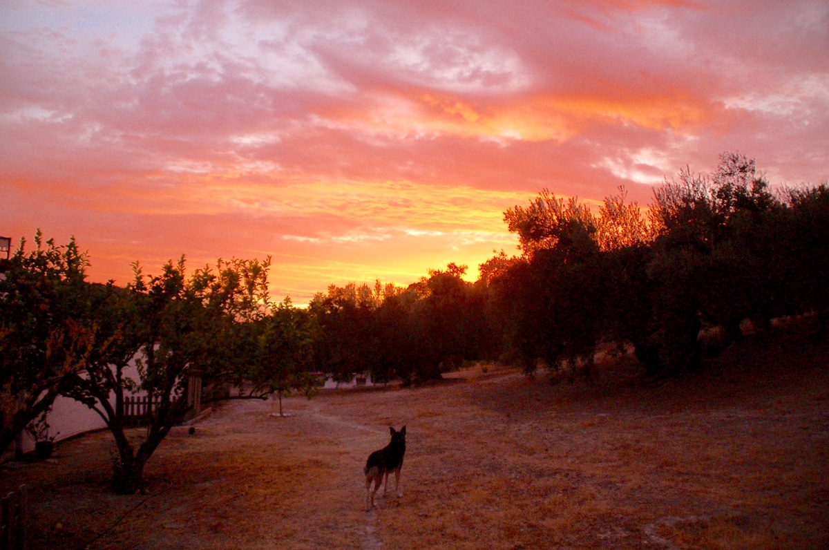 A serene landscape is captured at sunset, with vibrant hues of orange and pink filling the sky. Olive trees are visible in the foreground, alongside a pathway that leads into the distance. A dog stands quietly, adding a sense of calm to the tranquil scene.