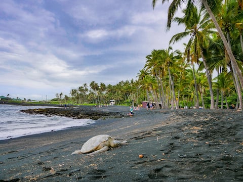 Turtle Paradise at Punalu'u Black Sand Beach