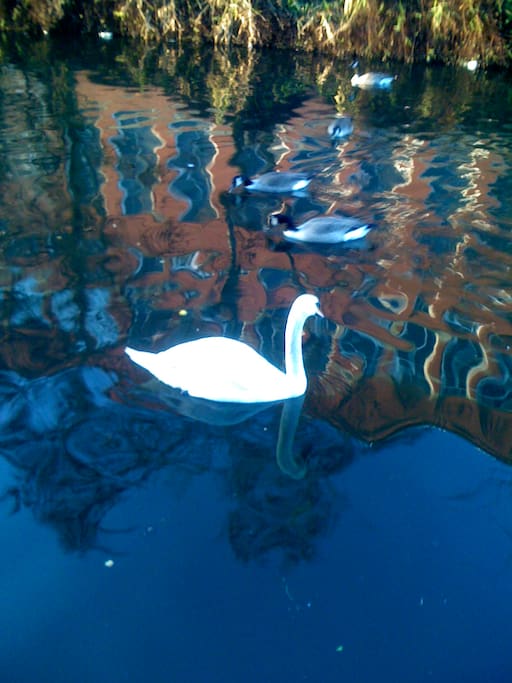 canal wildlife