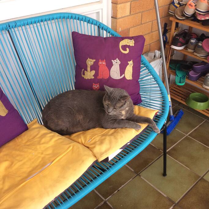 Cats can stay or be taken away