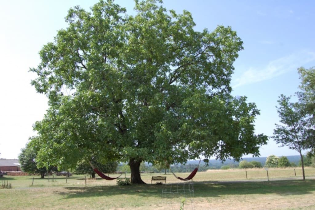 Notenboom met hangmatten