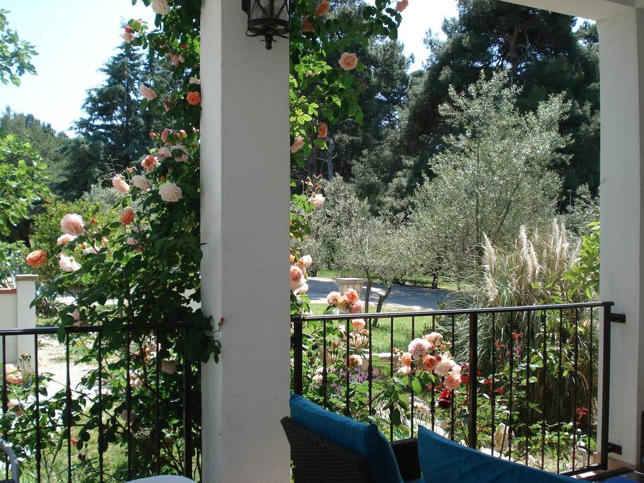 terrace in May