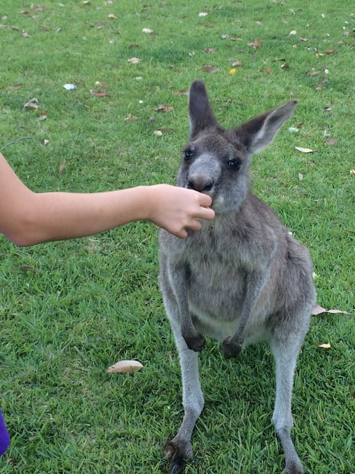 Feed the visiting kangaroos