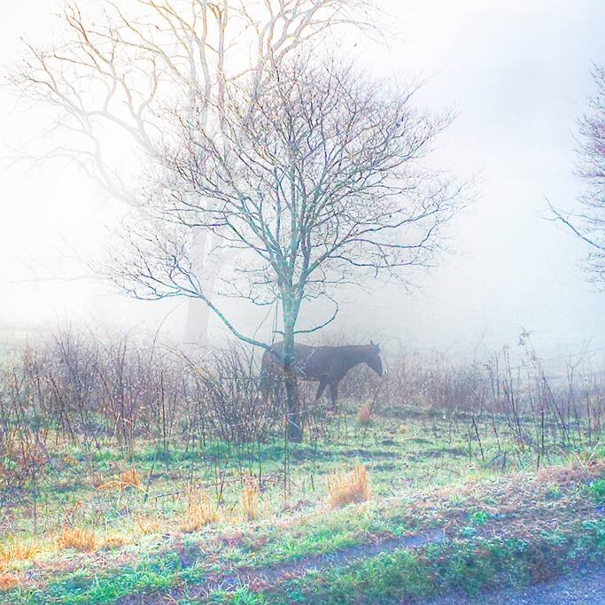 Foggy Morning