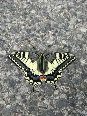 B&B le rondini stanza2