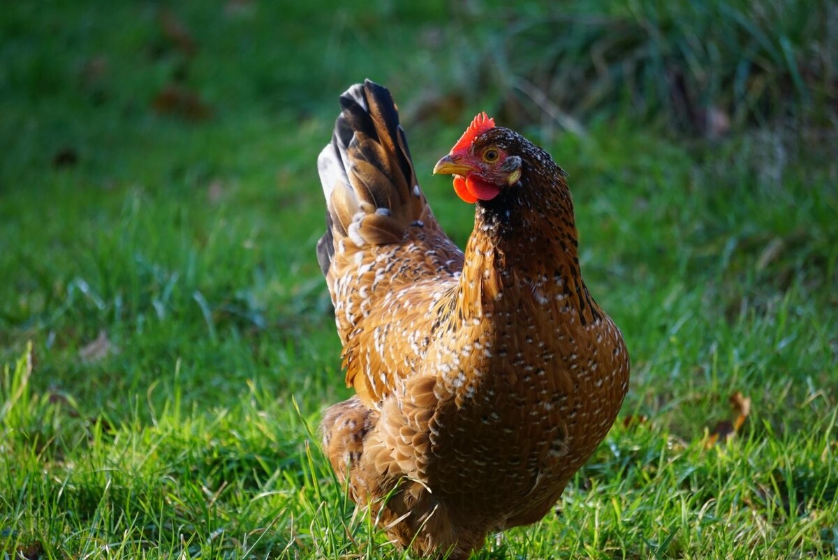 A brown hen with speckled feathers is seen walking on lush green grass. Its red comb and wattles contrast with its plumage, and the tranquil outdoor setting is surrounded by gentle greenery.