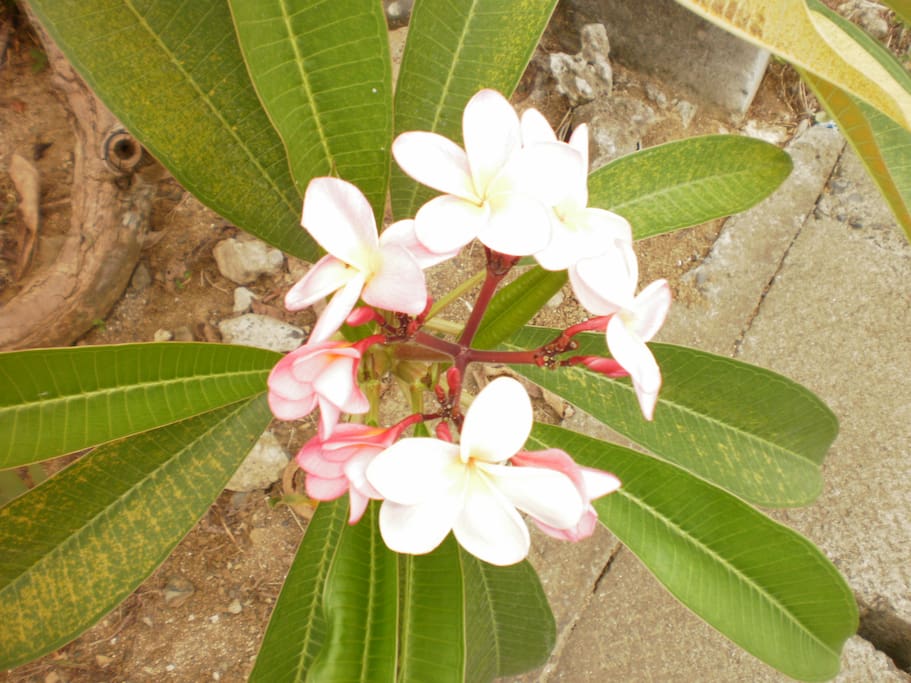 南国ですから花がいっぱい
Tropical flowers
