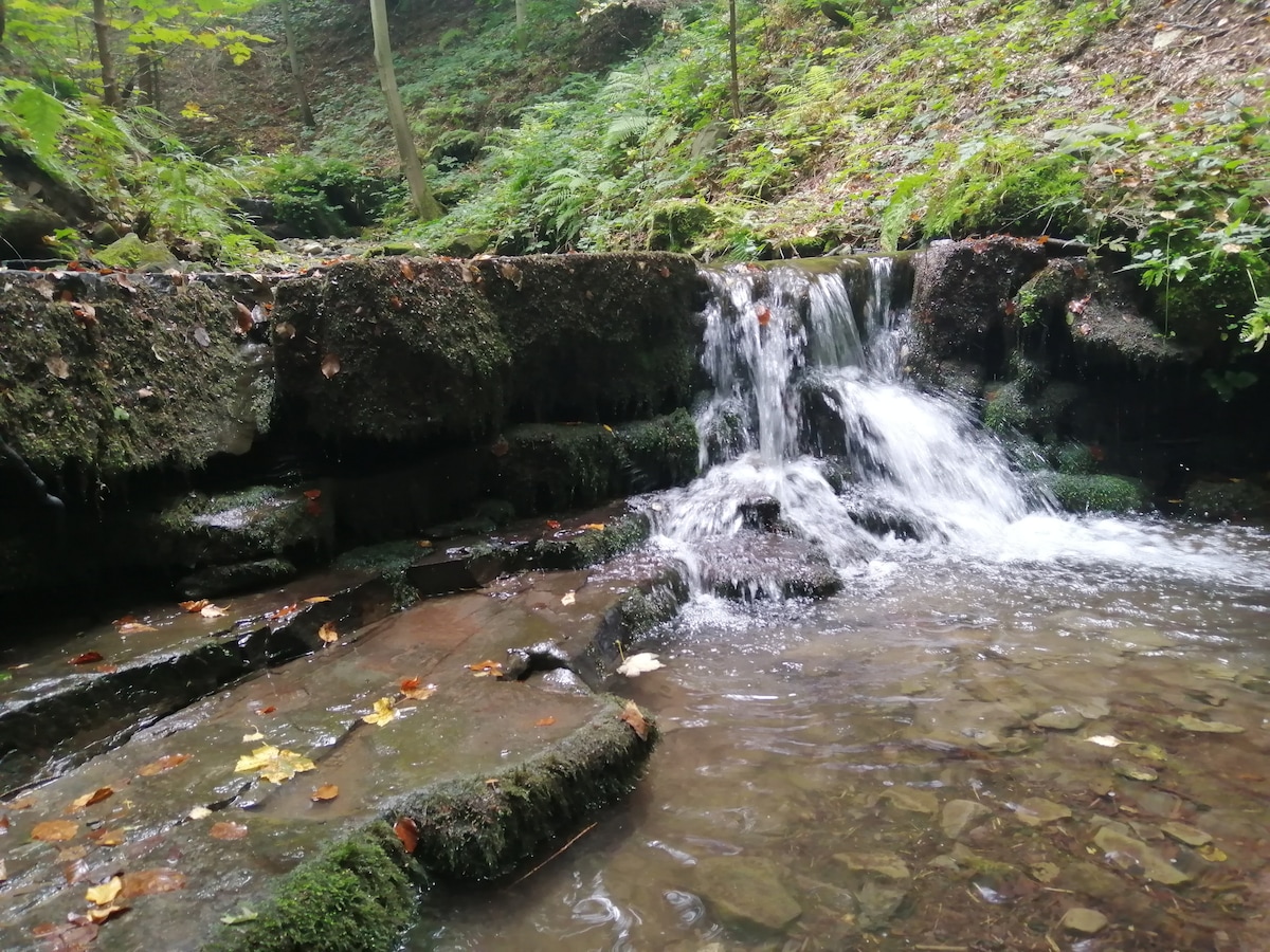 A gentle stream flows over a moss-covered rock formation, creating a small waterfall. Surrounding vegetation includes green ferns and fallen leaves, contributing to the natural setting. The water is clear, revealing smooth stones beneath its surface.