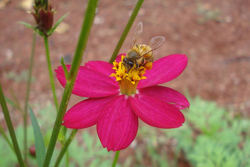 Abejita/ Bee