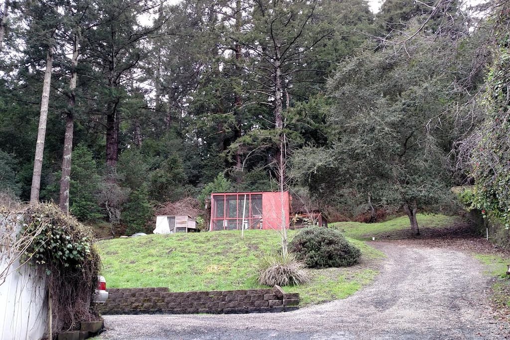 Top of property, chicken coop, beautiful trees and lush greenery
