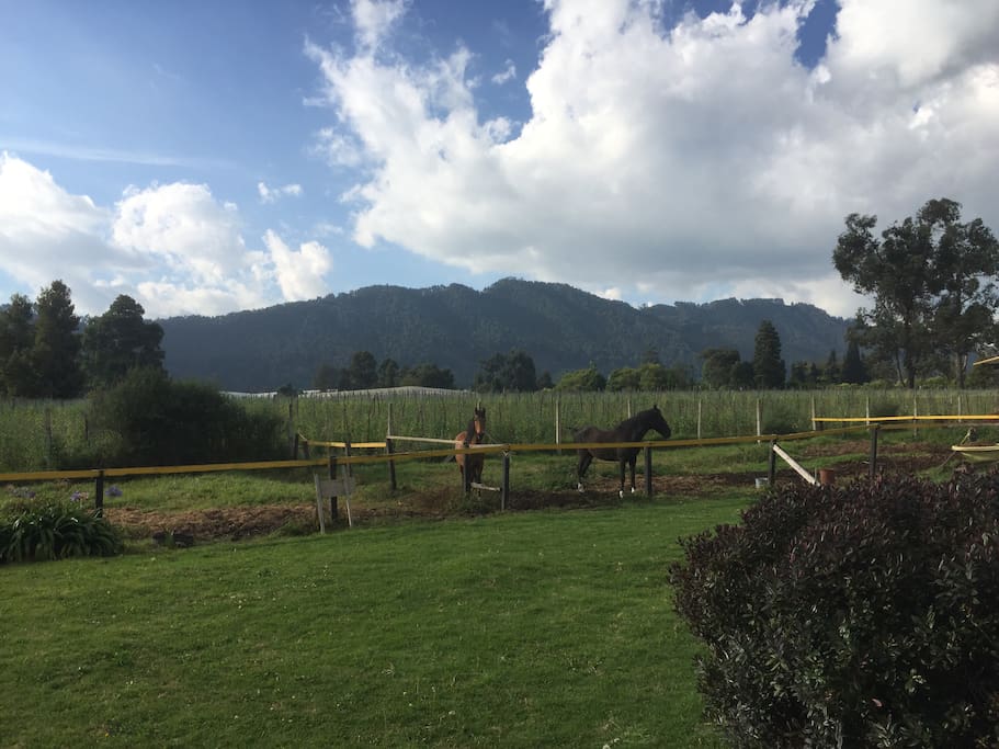 Landscape from the house.