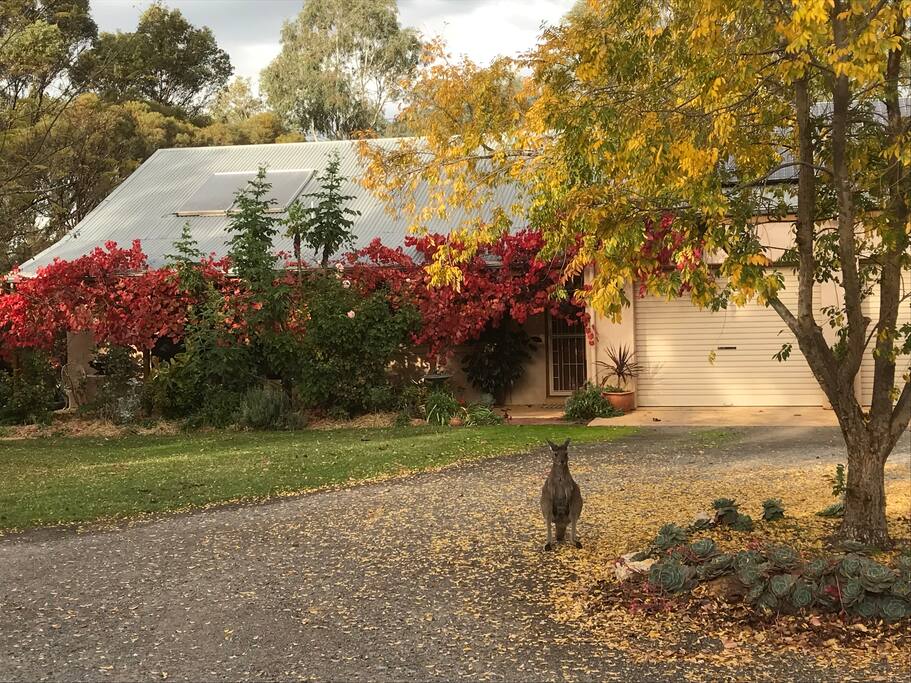 A true Australian experience.