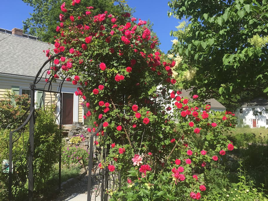 Summer gardens