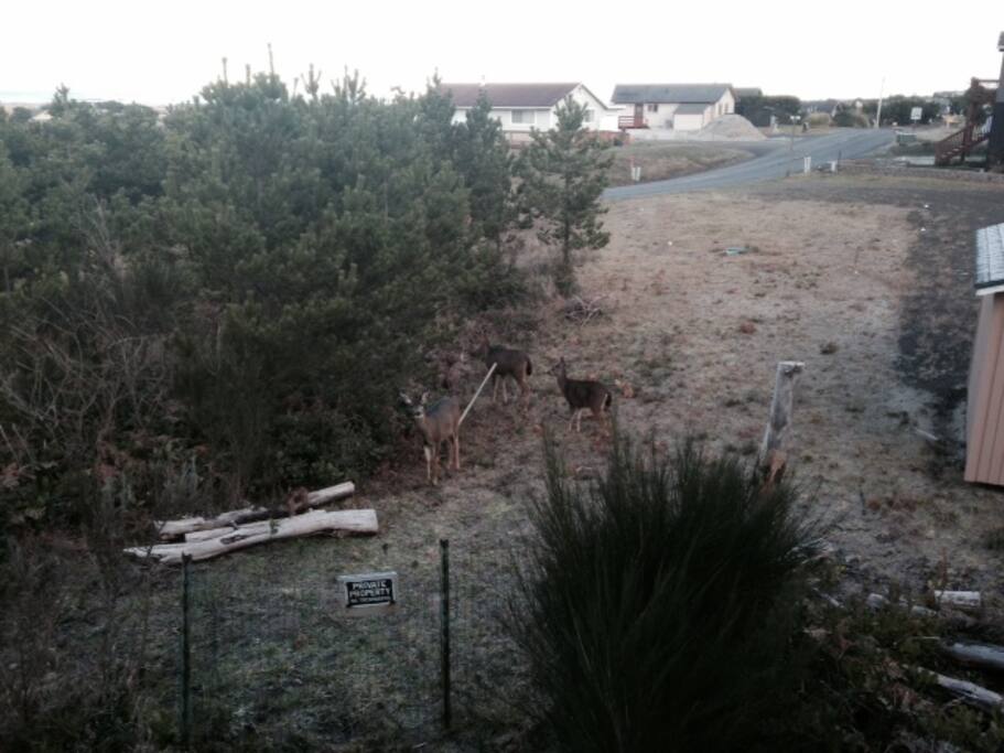 Local wandering deer... this is the lot next door to the house.