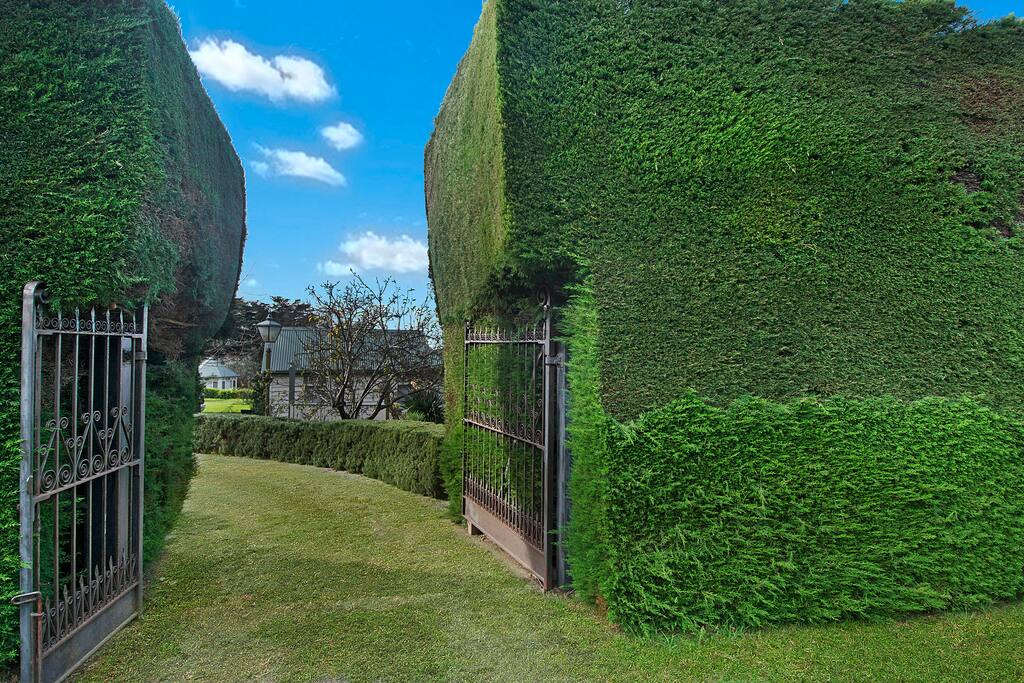 Over a hundred year Pine hedge with black wrought iron gates frames our entrance