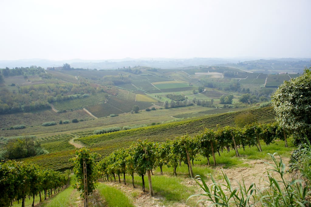 vineyards