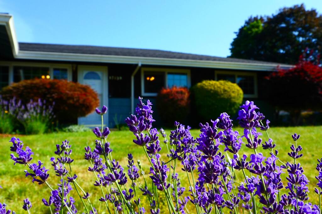 Lavender in front yard (summer).