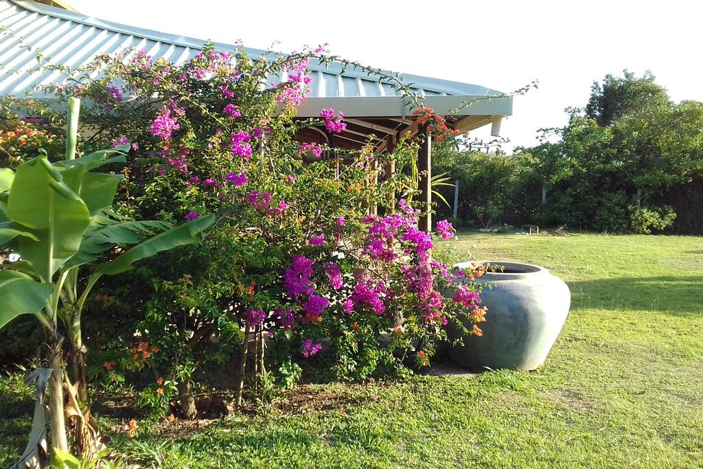 Flowers from North side
