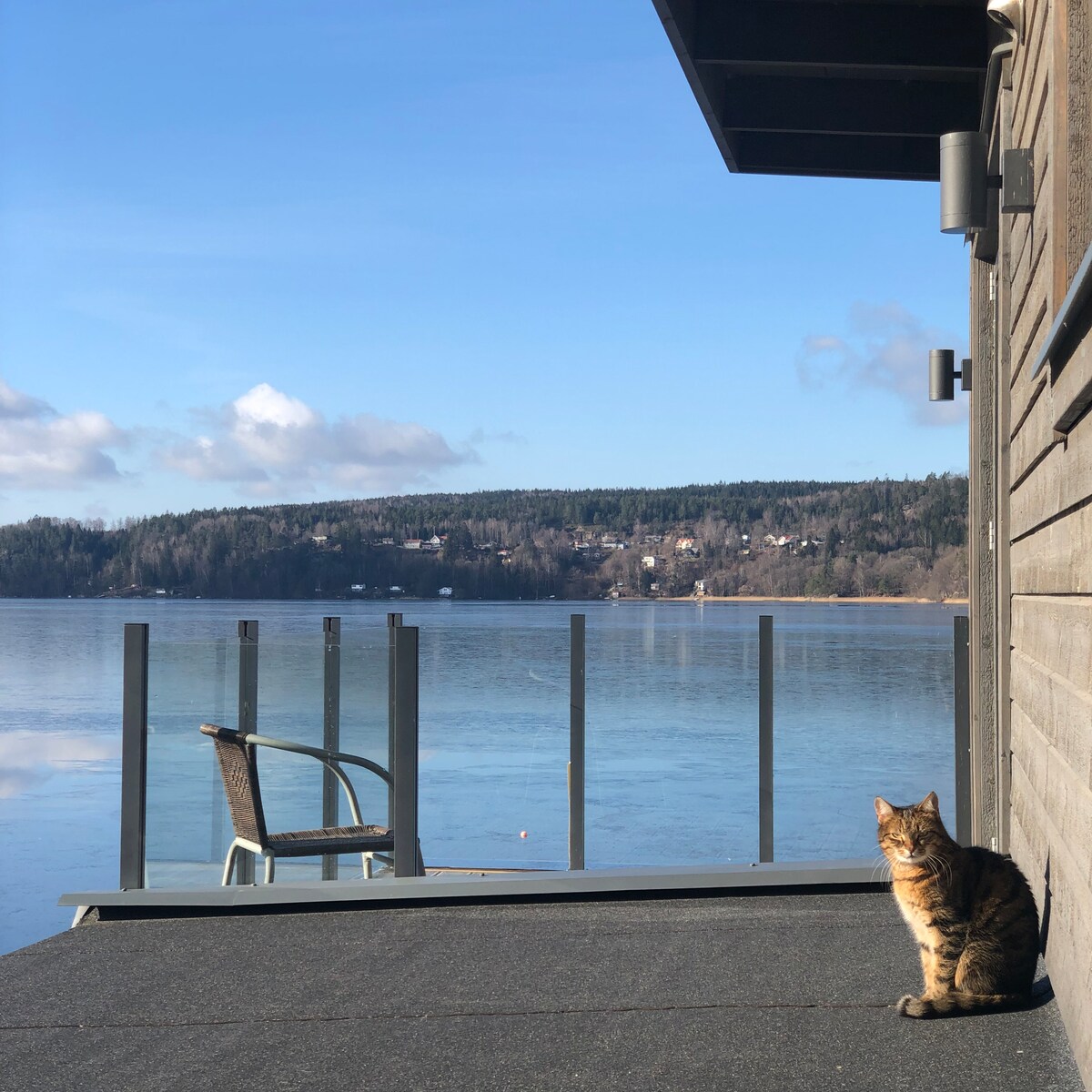 A seated cat is positioned on a sunlit deck, overlooking a calm lake with clear blue waters. A single chair is visible nearby, and the surrounding scenery features wooded hills that extend along the shoreline. The sky is bright with a few clouds.