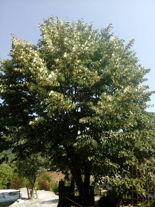 Big linden tree at the entrance of the house.