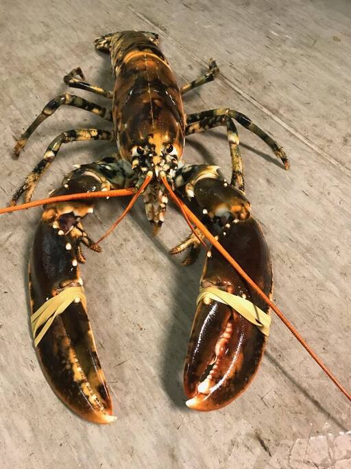 Höst och Hummerfiske