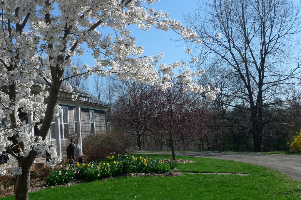 April cherry blossoms at driveway entrance