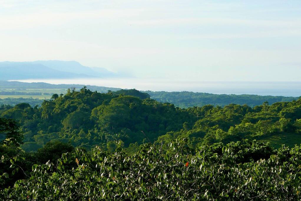Jungle and ocean views from the penthouse deck.