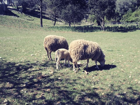 Secluded spot, ideal for relaxing